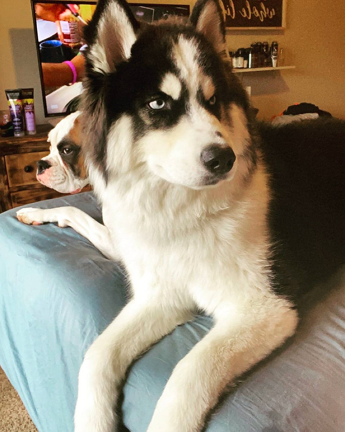 Bosa is registered to the contest to win money with this photo: canidae, carnivore, comfort, display_device, dog, dog_breed, flat_panel_display, fur, lcd_tv, linens, picture_frame, shelf, sled_dog, snout, television, television_set, terrestrial_animal, vertebrate, whiskers, working_animal