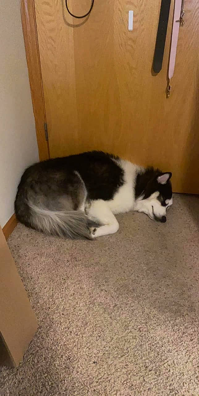 Bosa joined the competition — help win amazing prizes! carnivore, carpet, cat, comfort, domestic_short_haired_cat, felidae, floor, flooring, fur, mammal, small_to_medium_sized_cats, snout, tail, terrestrial_animal, vertebrate, whiskers