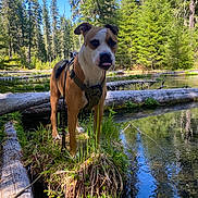 Koda joined the competition — help win amazing prizes! dog, forest, trees, water, grass, log, nature, outdoor, canine, harness, reflection, sunlight, pond, greenery, animal, tongue_out, lake, wilderness, daylight, scenery