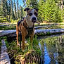dog, forest, trees, water, grass, log, nature, outdoor, canine, harness, reflection, sunlight, pond, greenery, animal, tongue_out, lake, wilderness, daylight, scenery