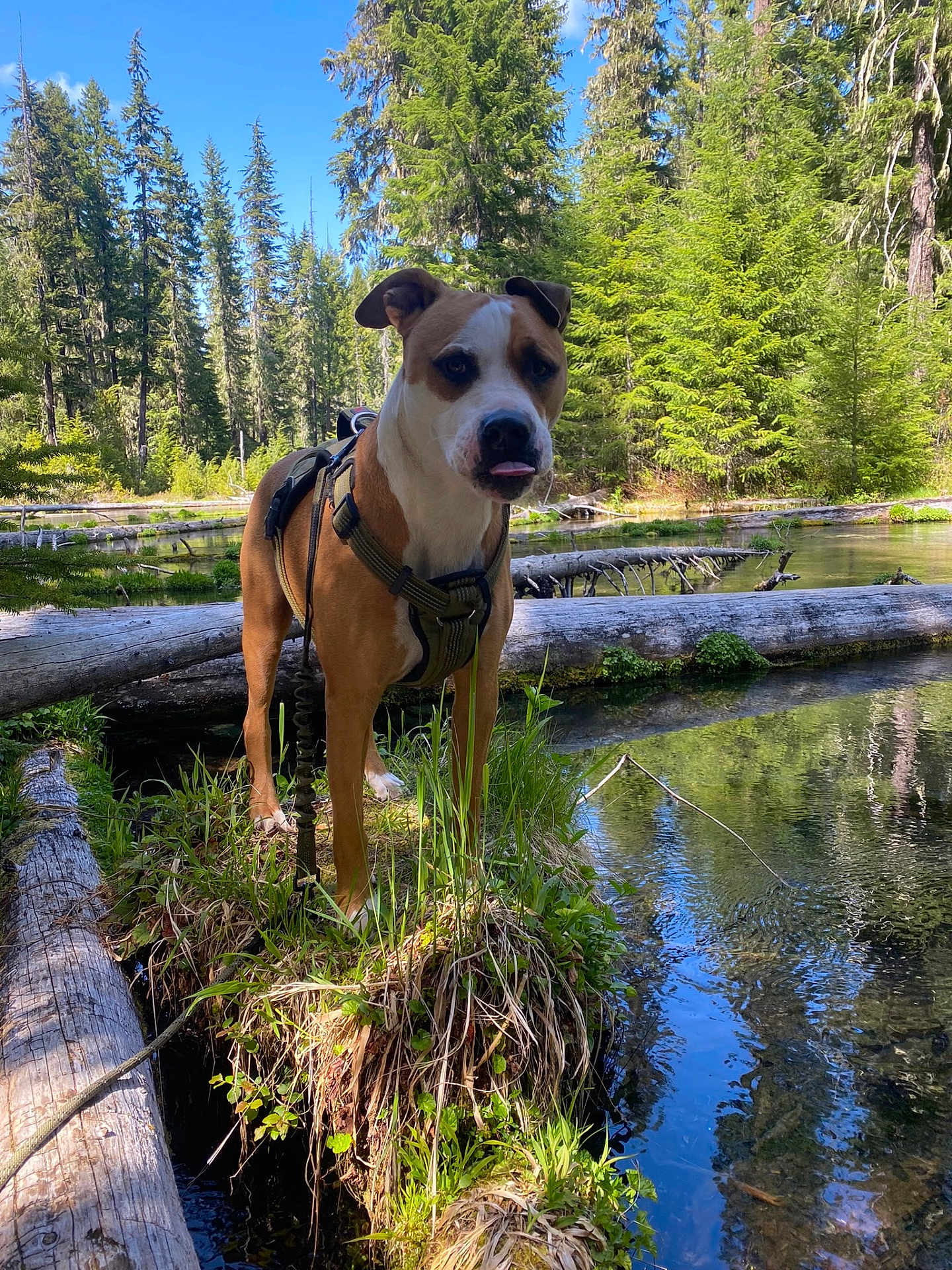 Koda joined the competition — help win amazing prizes! dog, forest, trees, water, grass, log, nature, outdoor, canine, harness, reflection, sunlight, pond, greenery, animal, tongue_out, lake, wilderness, daylight, scenery