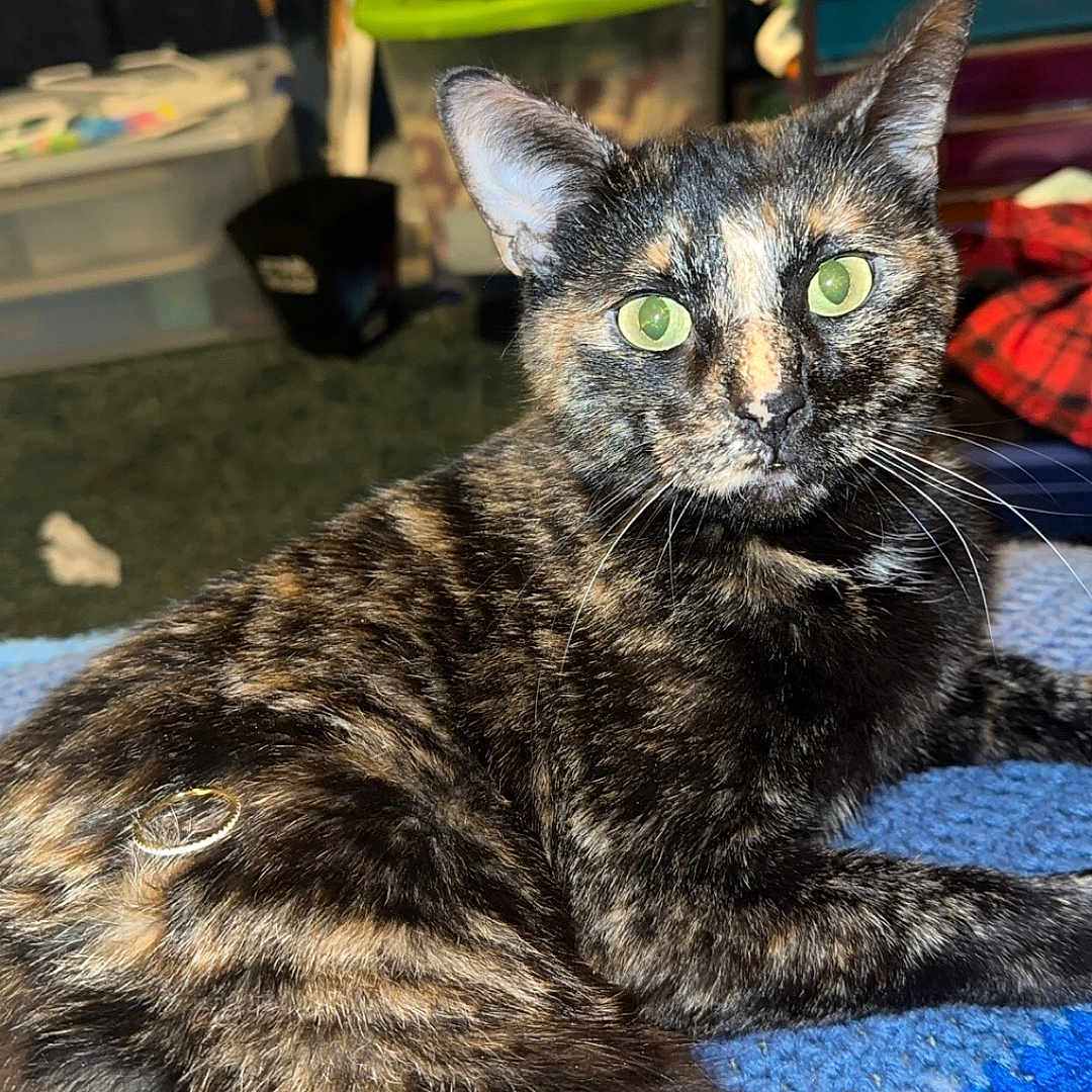 Shadow joined the competition — help win amazing prizes! abyssinian, animal, architecture, bed, box, brasssection, building, cat, couch, furniture, hardwood, horn, indoors, kitten, manx, musicalinstrument, pet, plywood, siamese, wood