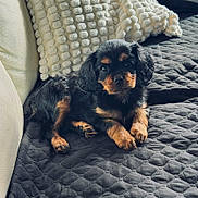 Alto a rejoint le concours — aidez-le/la à gagner de superbes lots ! puppy, dog, black, tan, cute, pet, lying_down, blanket, pillow, indoor, cozy, fur, animal, small, young, companion, resting, looking_at_camera, home, soft