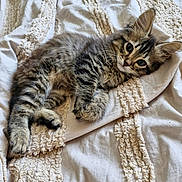 Kiki a rejoint le concours — aidez-le/la à gagner de superbes lots ! kitten, cat, tabby, pet, animal, feline, fur, whiskers, bed, blanket, texture, soft, cute, lying_down, resting, indoor, cozy, young, curious, ears