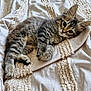 kitten, cat, tabby, pet, animal, feline, fur, whiskers, bed, blanket, texture, soft, cute, lying_down, resting, indoor, cozy, young, curious, ears