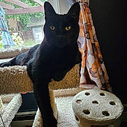 Cyrus joined the competition — help win amazing prizes! cat, black_cat, cat_tree, carpet, window, curtains, indoor, pet, animal, feline, relaxed, paw, toy, home, sunlight, greenery, leisure, domestic, looking, resting