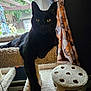 cat, black_cat, cat_tree, carpet, window, curtains, indoor, pet, animal, feline, relaxed, paw, toy, home, sunlight, greenery, leisure, domestic, looking, resting