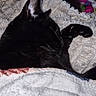 animal, black_cat, close_up, cozy, cute, domestic_cat, feathers, fluffy_blanket, fur, indoor, nap, paw, pet, quiet, relaxation, resting, sleeping, soft, texture, toy