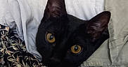Izumi participe au concours pour gagner de l'argent avec cette photo : animal, black_cat, blanket, cat, close_up, cozy, curious, domestic_animal, ears, fabric, fur, indoor, patterned_cloth, peek, pet, resting, soft, texture, whiskers, yellow_eyes