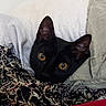 Izumi participe au concours pour gagner de l'argent avec cette photo : cat, black_cat, yellow_eyes, fabric, patterned_cloth, blanket, cozy, pet, animal, close_up, indoor, curious, ears, whiskers, fur, resting, soft, texture, domestic_animal, peek