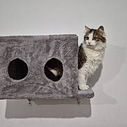 Athena participe au concours pour gagner de l'argent avec cette photo : animal, cage, cat, cozy, curious, cute, domestic, feline, fur, gray, home, indoor, looking, mammal, pet, play, resting, shelf, wall, whiskers