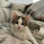 Athena a rejoint le concours — aidez-le/la à gagner de superbes lots ! kitten, cat, pet, animal, feline, cute, young, indoor, cozy, blanket, soft, fur, whiskers, ears, eyes, relaxed, home, portrait, lying_down, close_up