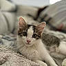 kitten, cat, pet, animal, feline, cute, young, indoor, cozy, blanket, soft, fur, whiskers, ears, eyes, relaxed, home, portrait, lying_down, close_up