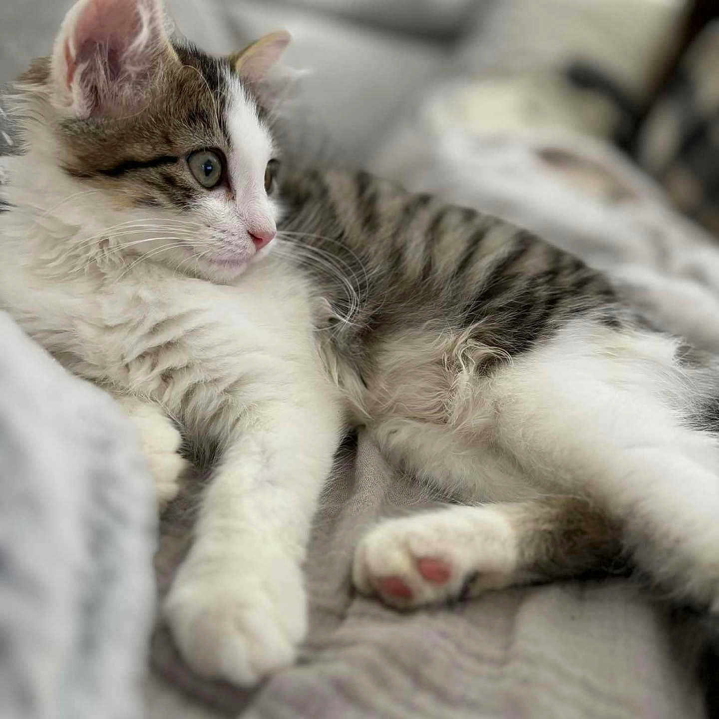 Athena