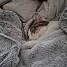 animal, bed, blanket, cat, comfort, cozy, cute, feline, fur, gray, head, indoors, paw, pet, relaxation, rest, sleeping, snuggled, soft, warm