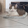 Athena participe au concours pour gagner de l'argent avec cette photo : cat, feline, pet, indoor, floor, mat, curious, tabby, white, brown, ears, eyes, scratching_post, bag, household, relaxed, animal, cute, domestic, resting