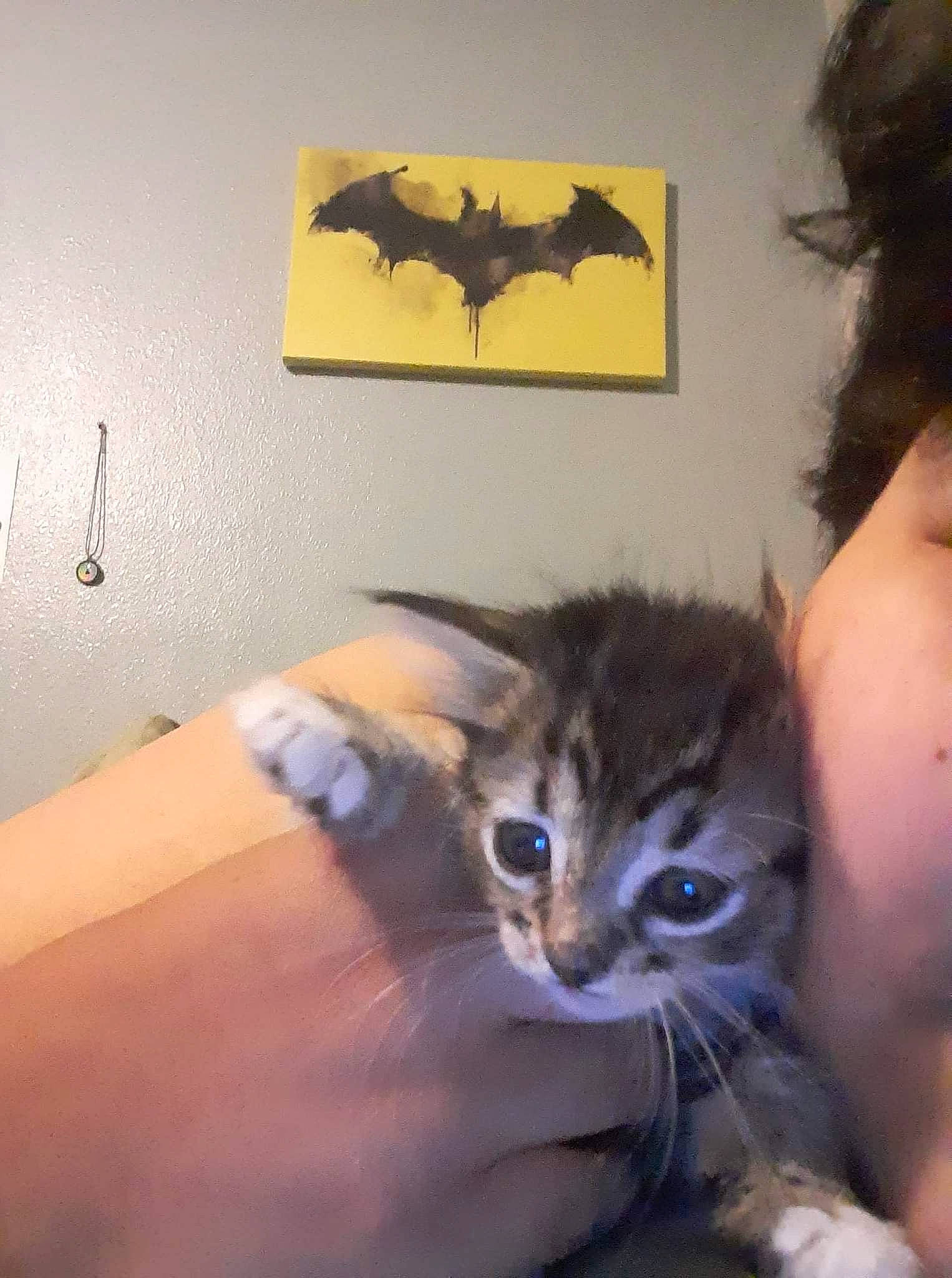 Sally is registered to the contest to win money with this photo: art, carnivore, cat, claw, couch, domestic_short_haired_cat, felidae, finger, fur, gesture, hand, nail, paper_product, room, small_to_medium_sized_cats, visual_arts, whiskers