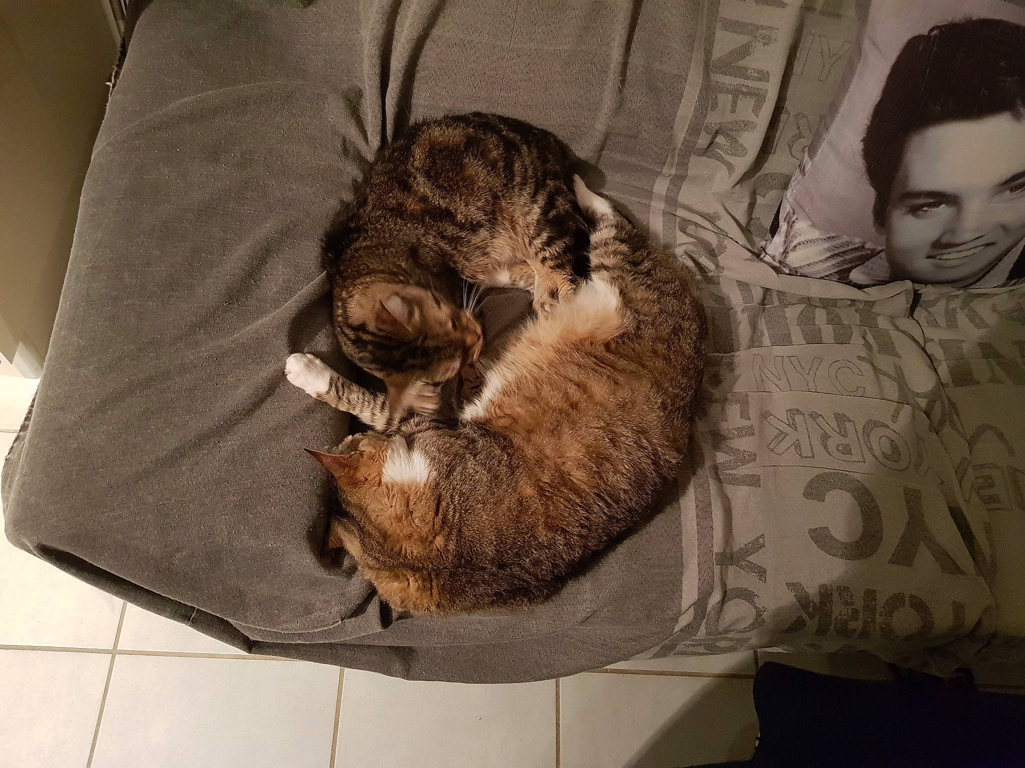 Diego participe au concours pour gagner de l'argent avec cette photo : asian, carnivore, cat, comfort, domestic_short_haired_cat, dragon_li, ear, european_shorthair, felidae, fur, hug, kitten, nap, sleep, small_to_medium_sized_cats, tabby_cat, whiskers