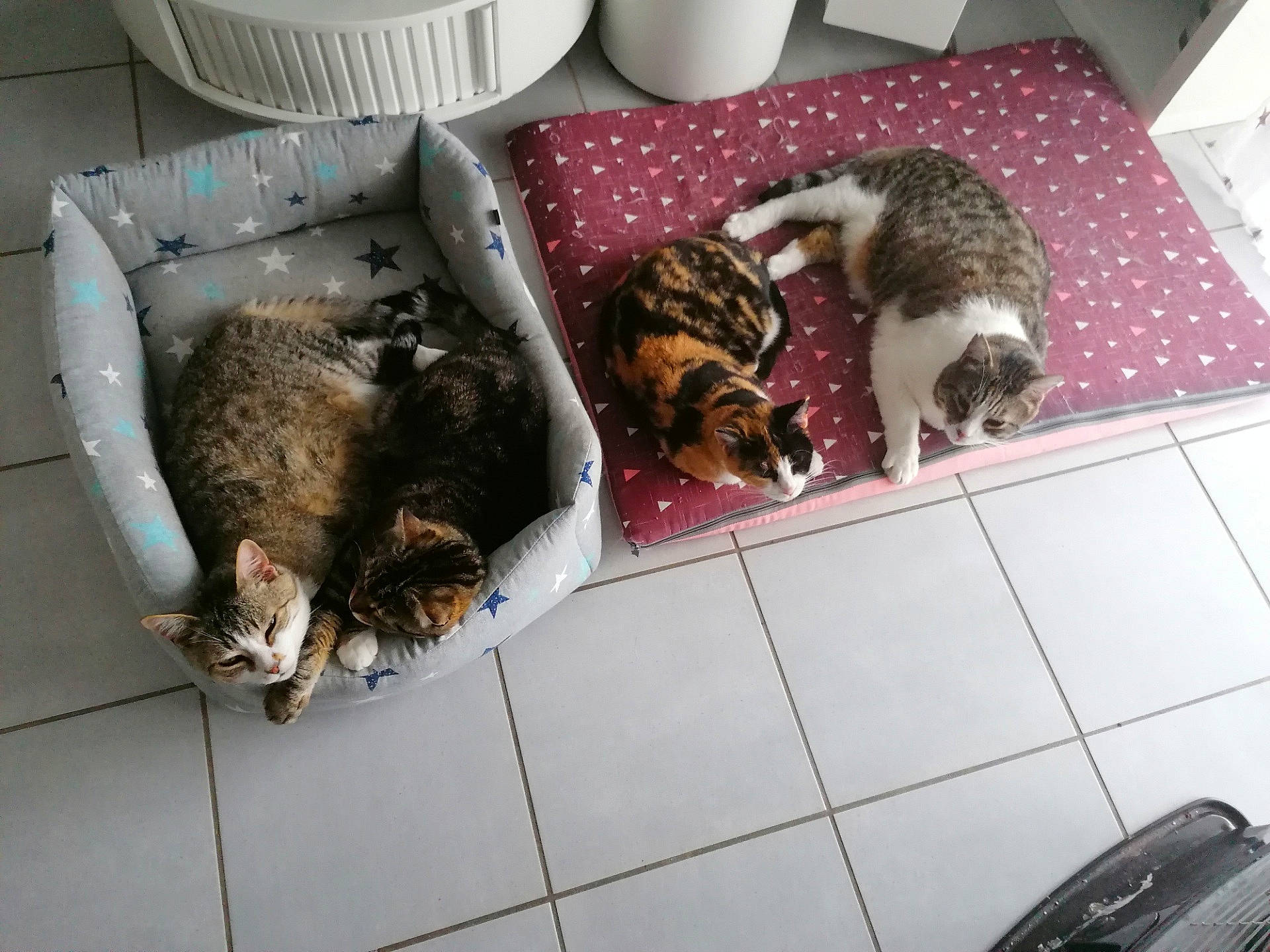 Diego a rejoint le concours — aidez-le/la à gagner de superbes lots ! canidae, carnivore, cat, domestic_short_haired_cat, european_shorthair, felidae, fur, kitten, small_to_medium_sized_cats