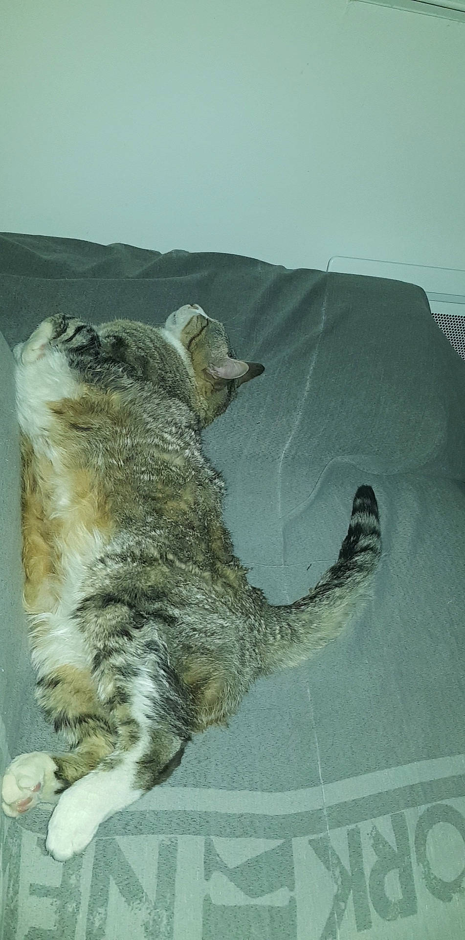 Diego a rejoint le concours — aidez-le/la à gagner de superbes lots ! canidae, carnivore, cat, european_shorthair, felidae, small_to_medium_sized_cats, snout, tail