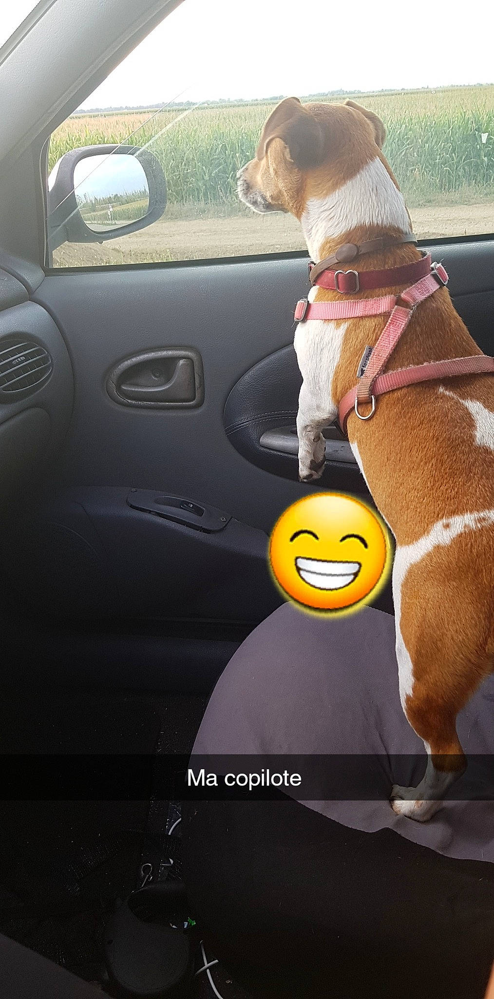 Joy a rejoint le concours — aidez-le/la à gagner de superbes lots ! boston_terrier, canidae, car, car_seat, carnivore, companion_dog, dog, dog_breed, fawn, non_sporting_group, photo_caption, photography, seat_belt, snout, sporting_group, vehicle_door