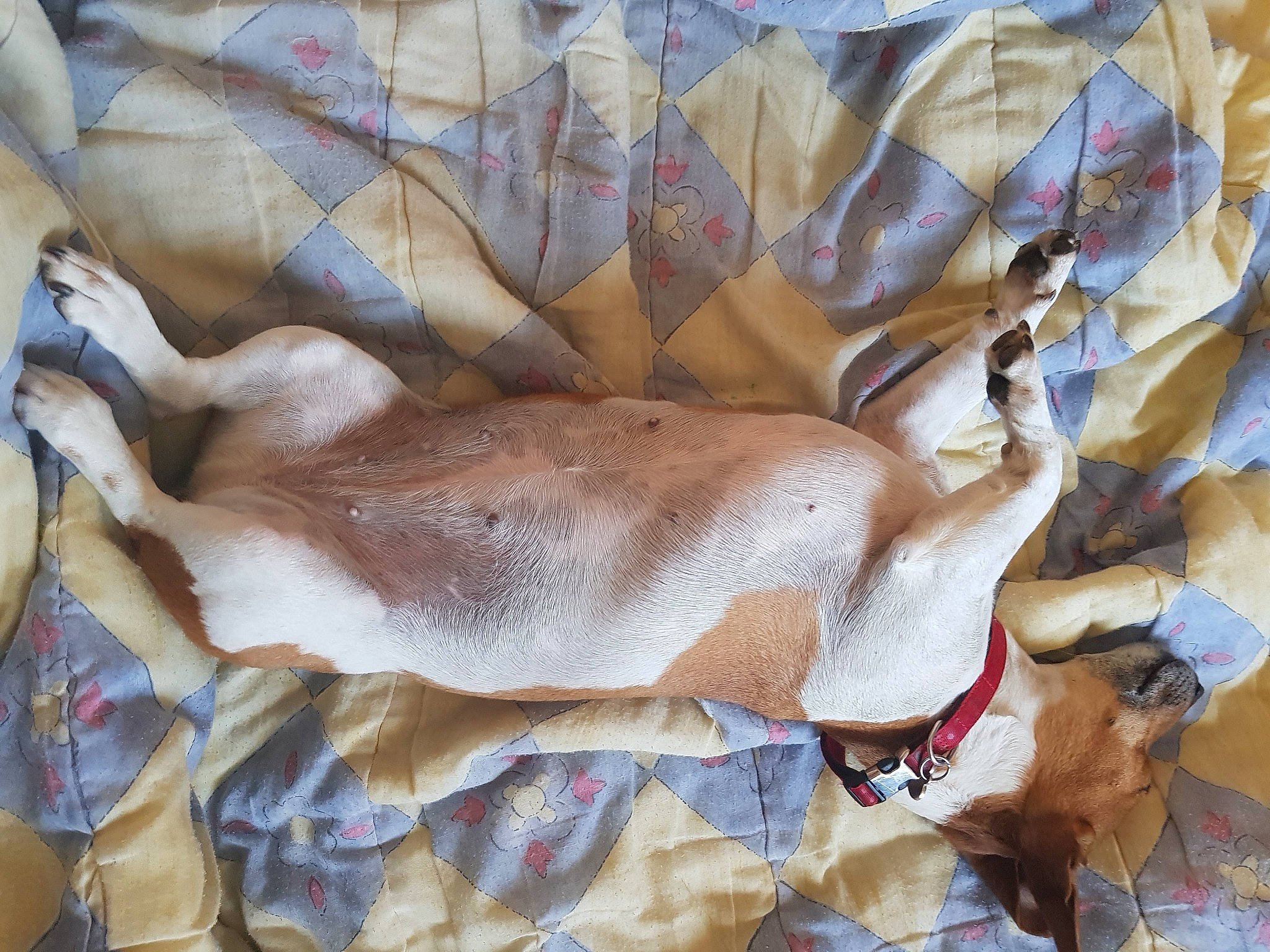 Joy a rejoint le concours — aidez-le/la à gagner de superbes lots ! fawn