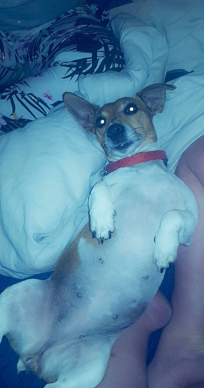 Joy participe au concours pour gagner de l'argent avec cette photo : american_hairless_terrier, canidae, carnivore, dog, dog_breed, fawn, feist, puppy, rat_terrier, snout, teddy_roosevelt_terrier