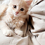 Louky a rejoint le concours — aidez-le/la à gagner de superbes lots ! kitten, cat, fluffy, cream_color, pet, animal, fur, cute, young, eyes, whiskers, indoor, resting, soft_texture, closeup, bed, comfort, adorable, feline, portrait