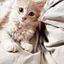 kitten, cat, fluffy, cream_color, pet, animal, fur, cute, young, eyes, whiskers, indoor, resting, soft_texture, closeup, bed, comfort, adorable, feline, portrait