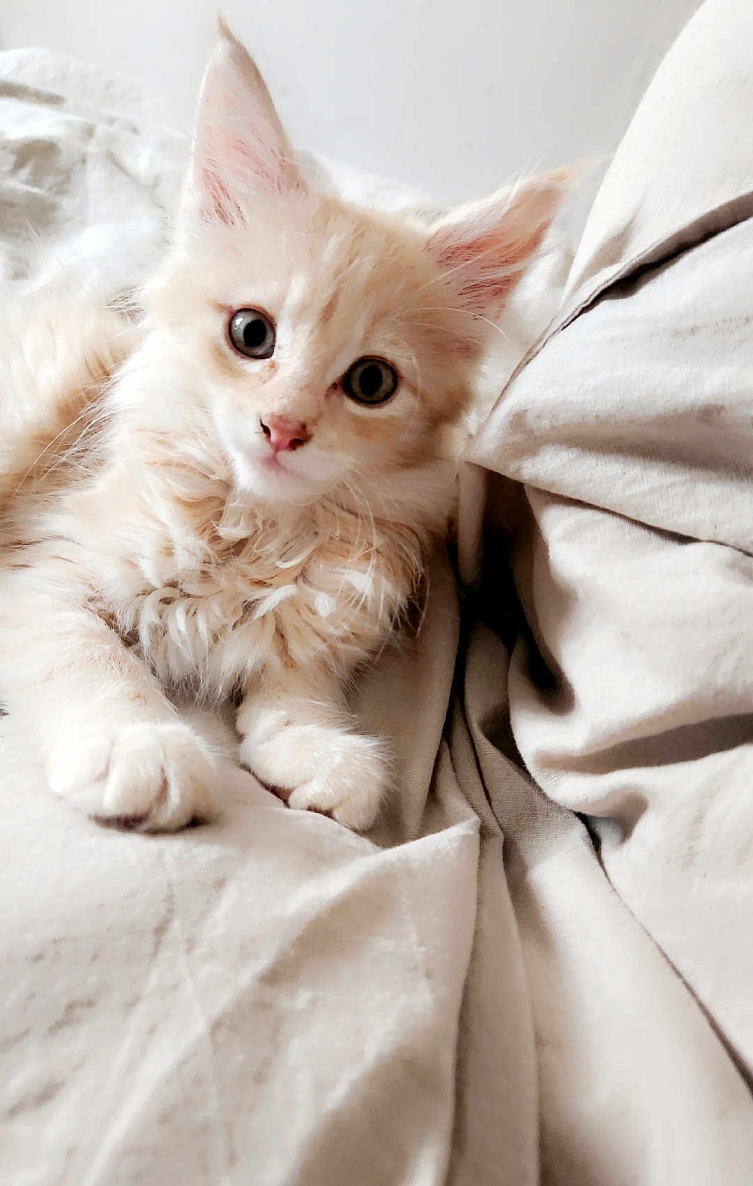 Louky a rejoint le concours — aidez-le/la à gagner de superbes lots ! kitten, cat, fluffy, cream_color, pet, animal, fur, cute, young, eyes, whiskers, indoor, resting, soft_texture, closeup, bed, comfort, adorable, feline, portrait
