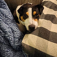 Karma joined the competition — help win amazing prizes! dog, blanket, pillow, couch, pet, cozy, resting, black, white, brown, fur, indoor, closeup, comfort, relaxation, texture, sleepy, animal, home, snuggle