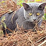cat, gray_cat, animal, outdoor, pine_needles, leaves, nature, yellow_eyes, wildlife, ground, plant, greenery, feline, closeup, mammal, curious, laying_down, forest_floor, camouflage, alert