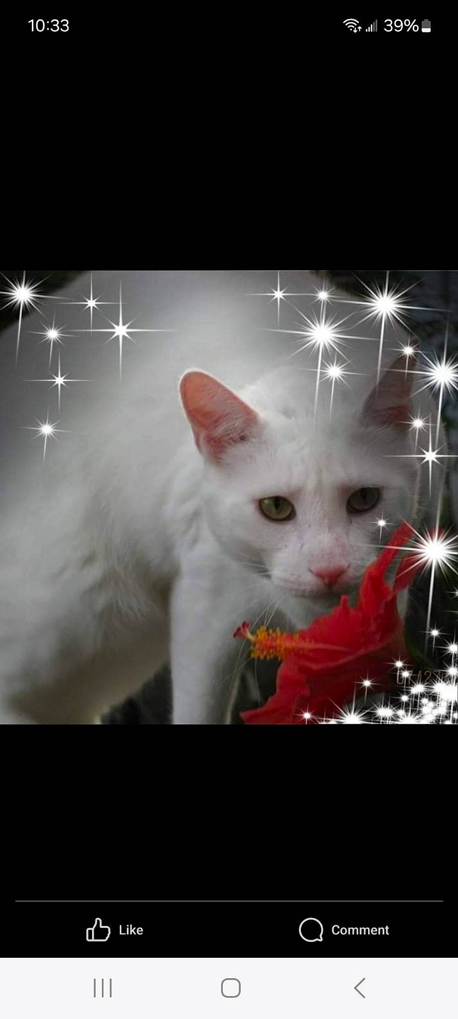 Quincy is registered to the contest to win money with this photo: art, carnivore, cat, felidae, font, fur, paw, photo_caption, rectangle, small_to_medium_sized_cats, snout, tail, whiskers