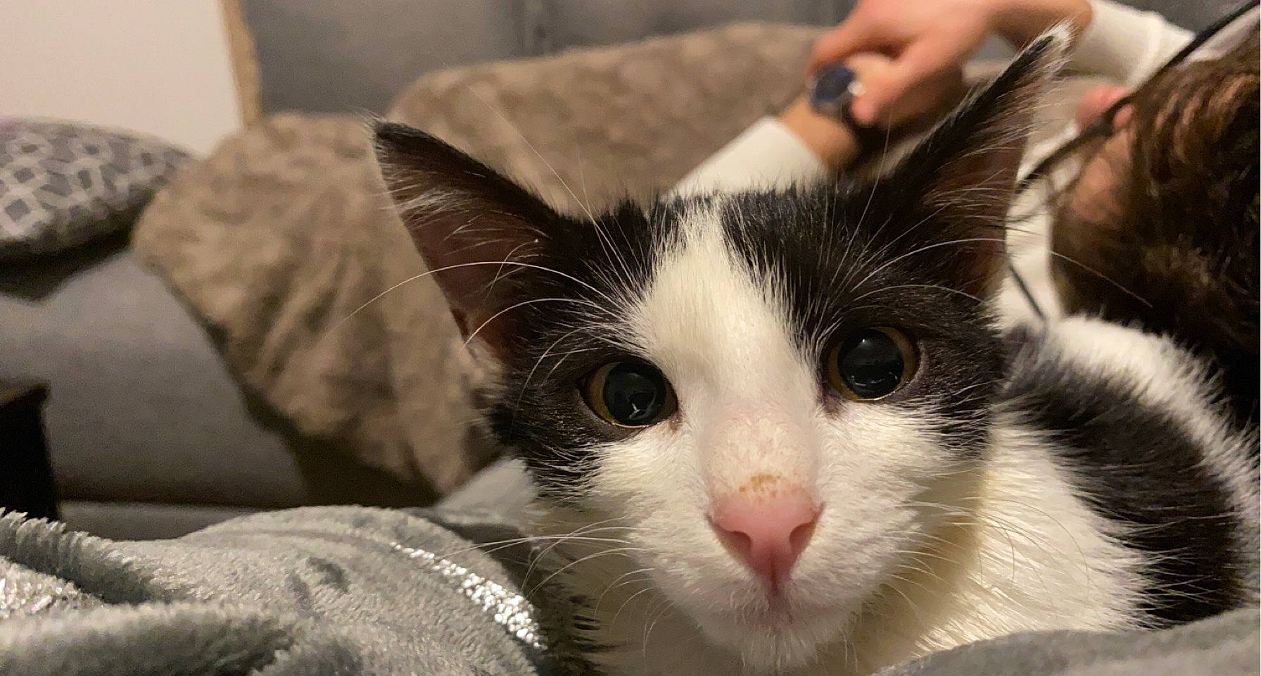 Moon a rejoint le concours — aidez-le/la à gagner de superbes lots ! carnivore, cat, comfort, couch, domestic_short_haired_cat, eye, felidae, fur, paw, sleeper_chair, small_to_medium_sized_cats, snout, tree, watch, whiskers