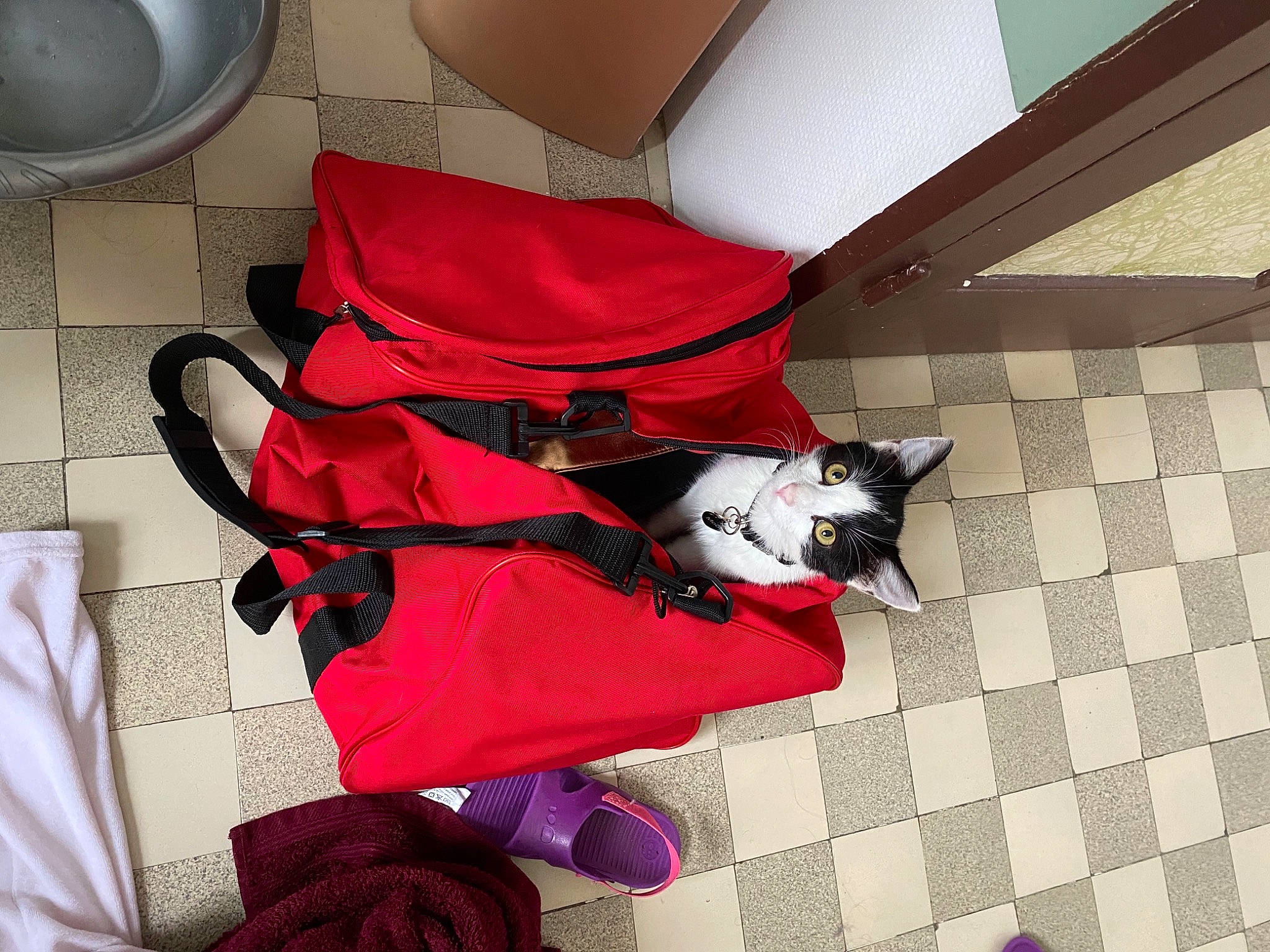 Moon a rejoint le concours — aidez-le/la à gagner de superbes lots ! bag, carmine, carnivore, cat, comfort, companion_dog, dog_breed, felidae, floor, flooring, hardwood, human_leg, linens, luggage_and_bags, pattern, red, room, small_to_medium_sized_cats, tail, whiskers