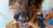 Urka a rejoint le concours — aidez-le/la à gagner de superbes lots ! animal, antler, brown_fur, canine, closeup, cute, dog, domestic_animal, ears, focused, friendly, furry, german_shepherd, indoor, looking, mouth, pet, playful, portrait, teeth