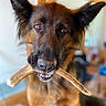 animal, antler, brown_fur, canine, closeup, cute, dog, domestic_animal, ears, focused, friendly, furry, german_shepherd, indoor, looking, mouth, pet, playful, portrait, teeth