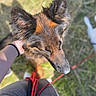 Urka participe au concours pour gagner de l'argent avec cette photo : animal, black, brown, canine, closeup, companion, content, dog, friendly, fur, grass, hand, leash, nature, outdoor, person, pet, shadow, sunlight, walking