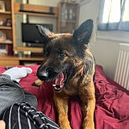 Urka participe au concours pour gagner de l'argent avec cette photo : animal, bed, blanket, canine, casual, dog, ears, foot, fur, furniture, german_shepherd, indoor, mouth_open, pants, person, pet, relaxing, shelf, television, window