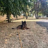 Urka participe au concours pour gagner de l'argent avec cette photo : animal, black, brown, canine, dog, fence, grass, leash, leaves, nature, outdoor, park, path, quiet, resting, shade, summer, sunlight, tongue_out, tree