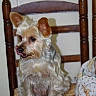 dog, pet, animal, indoor, chair, wooden_chair, fur, tongue, ears, cute, small_dog, domestic_animal, sitting, looking_away, cozy, blanket, home, fur_texture, brown, white