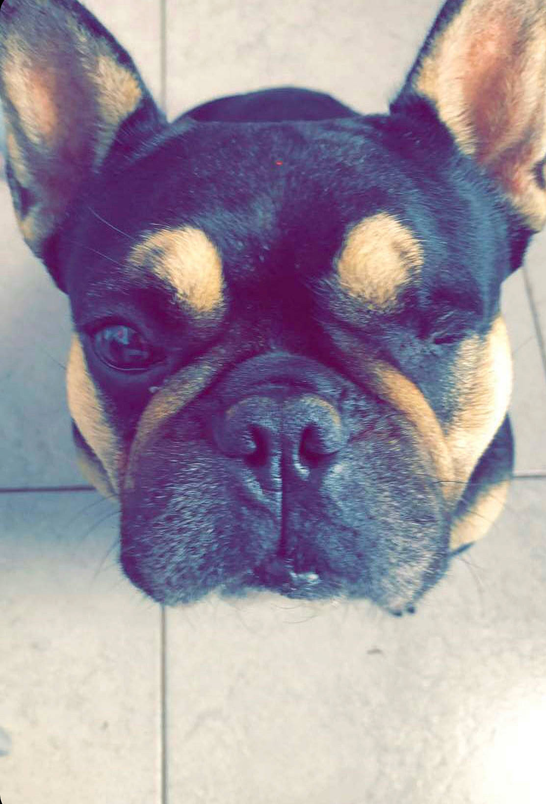 Hercule a rejoint le concours — aidez-le/la à gagner de superbes lots ! bulldog, canidae, carnivore, close_up, companion_dog, dog, dog_breed, ear, eye, fawn, french_bulldog, head, jaw, snout, sporting_group, terrestrial_animal, toy_dog, whiskers, working_animal, wrinkle