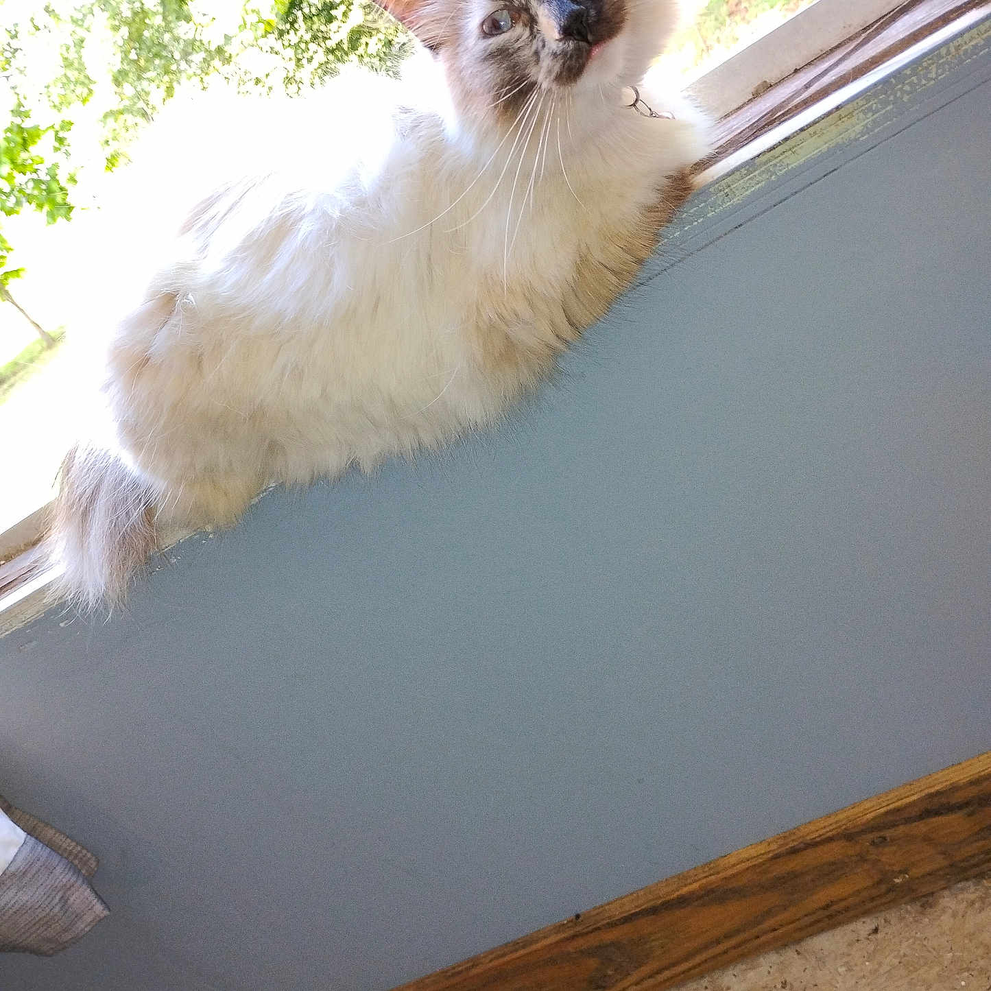 Silly Tilly is registered to the contest to win money with this photo: abyssinian, angora, animal, architecture, building, cat, curtain, hardwood, homedecor, kitten, linen, manx, pet, plywood, siamese, slate, window, windowshade, windowsill, wood