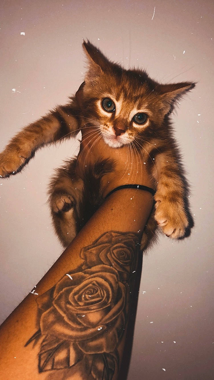 Simba a rejoint le concours — aidez-le/la à gagner de superbes lots ! asian, carnivore, cat, claw, domestic_short_haired_cat, dragon_li, european_shorthair, fawn, felidae, fur, kitten, maine_coon, paw, pixie_bob, small_to_medium_sized_cats, sokoke, somali, tabby_cat, toyger, whiskers