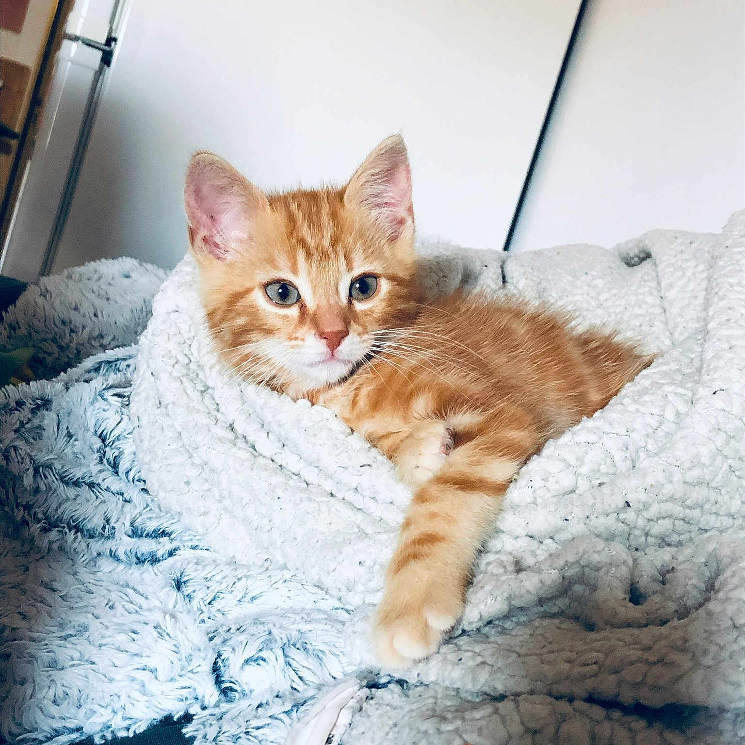 Simba