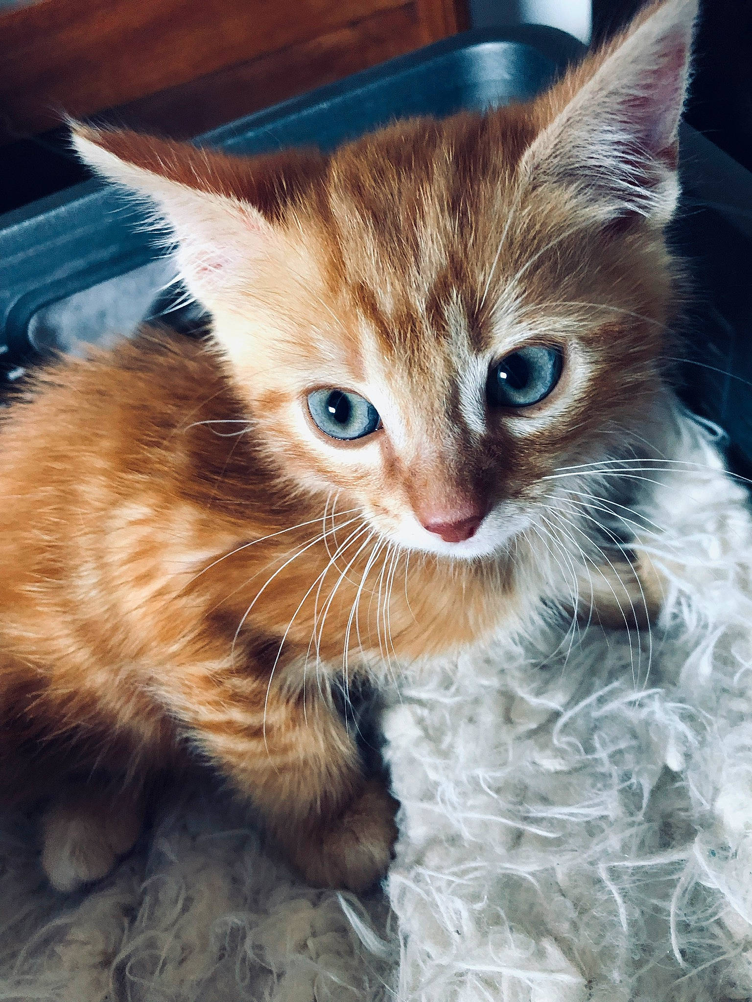 Simba a rejoint le concours — aidez-le/la à gagner de superbes lots ! aegean_cat, american_wirehair, asian, carnivore, cat, claw, domestic_short_haired_cat, european_shorthair, fawn, felidae, fur, german_rex, kitten, mammal, ojos_azules, small_to_medium_sized_cats, snout, tabby_cat, vertebrate, whiskers