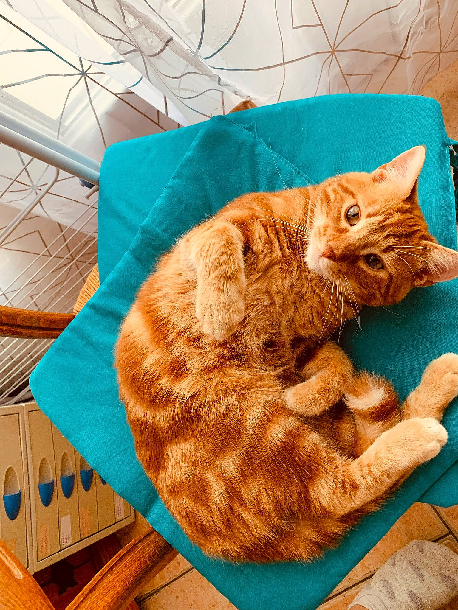 Simba a rejoint le concours — aidez-le/la à gagner de superbes lots ! american_shorthair, carnivore, cat, domestic_short_haired_cat, dragon_li, european_shorthair, fawn, felidae, fur, kitten, ocicat, small_to_medium_sized_cats, tabby_cat, whiskers, wood