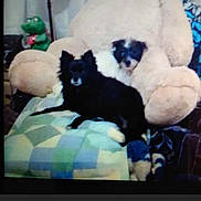 Katie And Pepe is registered to the contest to win money with this photo: dog, small_dog, black_dog, white_dog, stuffed_animal, teddy_bear, blanket, couch, indoor, plush_toy, green_toy, pet, animal, furniture, resting, cozy, living_room, soft_toy, patchwork, companion