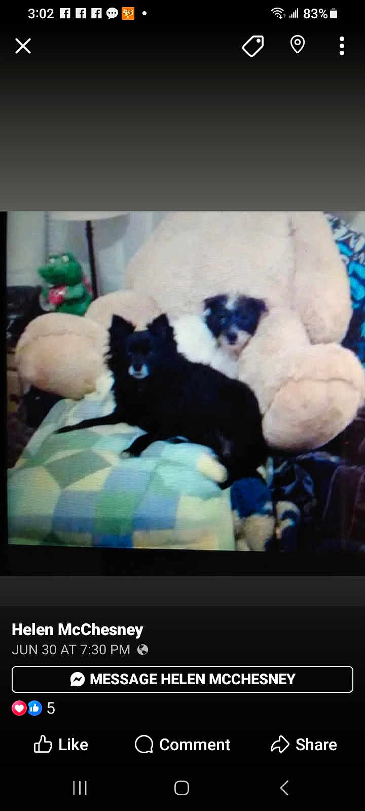 Katie And Pepe is registered to the contest to win money with this photo: dog, small_dog, black_dog, white_dog, stuffed_animal, teddy_bear, blanket, couch, indoor, plush_toy, green_toy, pet, animal, furniture, resting, cozy, living_room, soft_toy, patchwork, companion