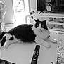 cat, black_and_white, table, remote_control, television, woman, living_room, vase, flowers, carpet, furniture, indoor, pet, fur, relaxing, domestic, home, electronics, decoration, white